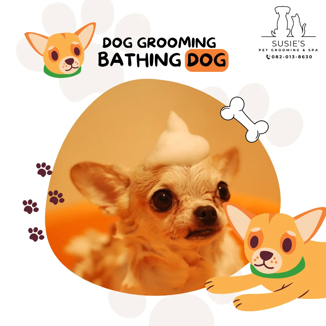 อาบน้ำสุนัขขนสั้น น้ำหนัก 10.1 - 15 กก