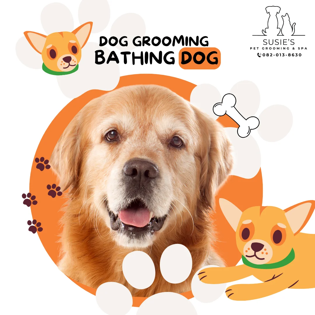 อาบน้ำตัดขนสุนัขขนยาว น้ำหนัก 2.1 - 5.0 กก